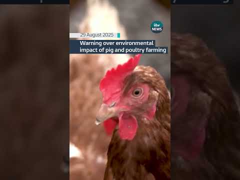 Report reveals ‘true scale’ of environmental impact of pig and poultry farming #itvnews #farming