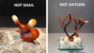 Growing Reishi Mushroom - 100 Days Time Lapse