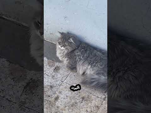 |vlog اكل +قهوة =احلى فعاليات طريق سفر🥰