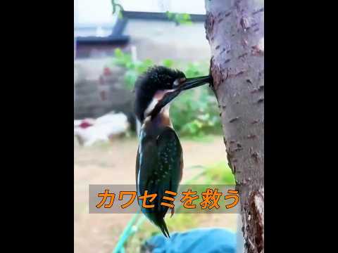カワセミを救え！ #animals #動物プロダクション #動物