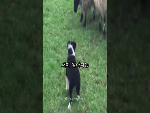 어렸던 양치기 견습생이 성견이되면