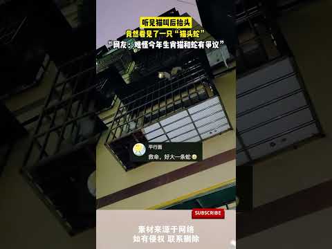 聽見貓叫後擡頭,竟然看見了一只「貓頭蛇」,網友難怪今年生肖貓和蛇有爭議 #cuteanimal #cute #pets#萌宠