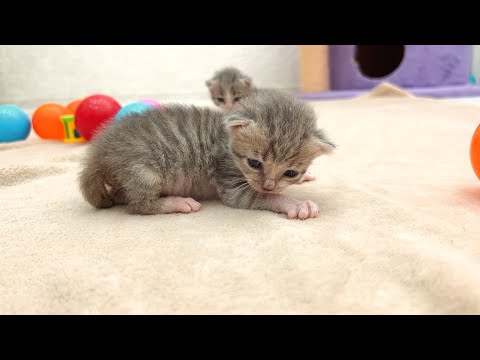 Live: Cute moments of life and games of foster kittens Masha and Dasha