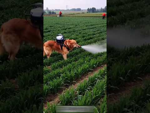 Amazing dog spray in fields 😱😱😱#youtubeshorts #shortsviral #dog