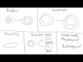 Blood Flow and Vascular Dynamics