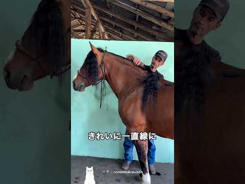 前髪を切ろうとしたら…馬に怒られました