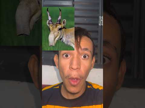 É ISSO QUE ACONTECE QUANDO ANIMAIS OPOSTOS SE ACASALAM