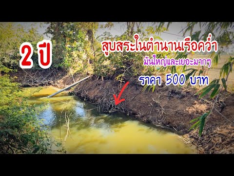 สูบสระในตำนานเรือคว่ำ 500฿ เจอกันในรอบสองปี มันใหญ่และเยอะที่สุดจนทีมงานแตกตื่น