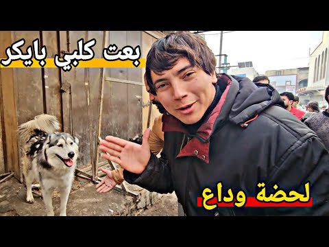 انصدمت لمن شفت كلبي بايكر في سوق الغزل _بغداد