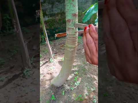 Desi trick to increase papaya production 🪴 || #garden #terrace #trending #shorts #fyp #plants