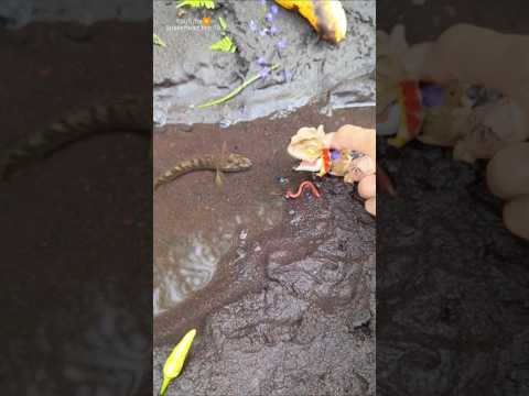 Channa fish catching - SNAKEHEAD FISH #shorts #fish #channa #viralvideo