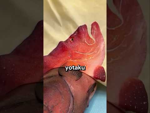 Arte Sobre Peces 😯