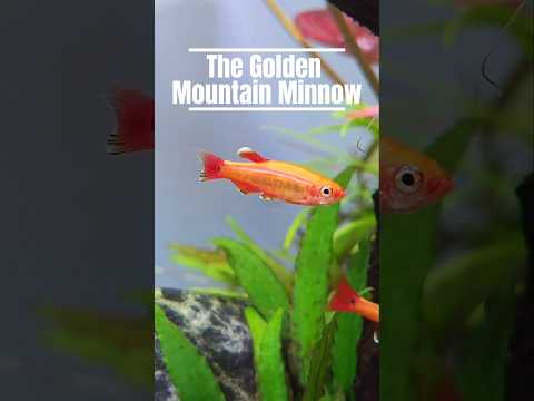 Golden White Cloud Mountain Minnow Freshwater Fish Get to know the stunning Golden White Cloud Mountain Minnow in this quick care guide! 🐠💛
We’