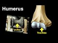 Anatomy of the Humerus