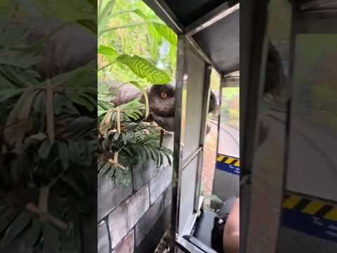 Dinosaur Theme Park Thrills Visitors || #dinosaur #jurassicworld #fear #scary #shortsfeed #shorts