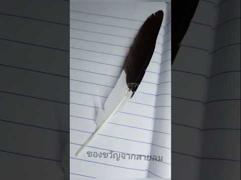 Feather's Journey จากขนนกหนึ่งเส้น ถึงงานศิลป์ในใจ#Nature#Feather#Healing#ธรรมชาติ#ขนนก#ของทำมือ#เบา