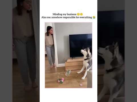 POV: You just heard ‘WHO DID THIS?!’ 😭💀