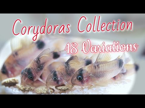 CORYDORAS FISHROOM TOUR (18 different Species of C This video has been in making for several Months but after recording hours of footage and informatio