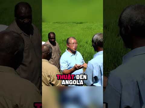 Châu Phi Từ Bỏ Lúa Mì Châu Âu, Việt Nam Trở Thành Lựa Chọn Số 1