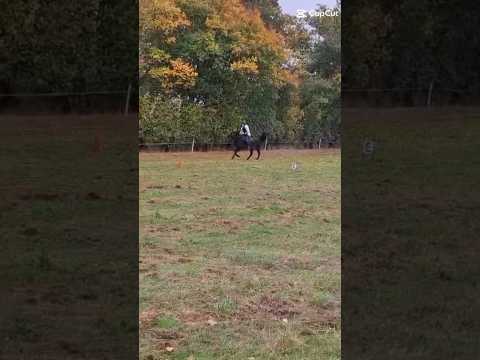Galloping! #horse #equestrianjourney #horseride #horsepony #horsegirl #horseriding