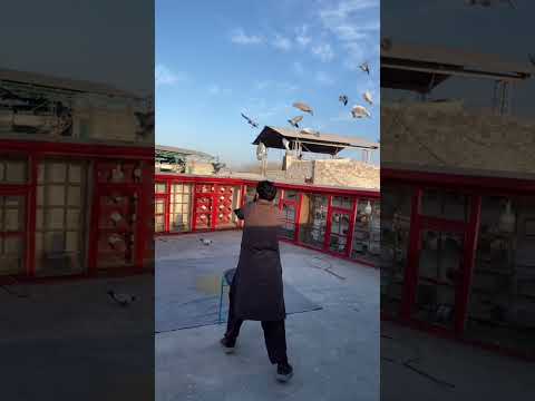 Kabutar bazi | Pigeon Trap 😱