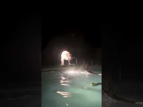 My Labrador jumps on everyone at the pool.