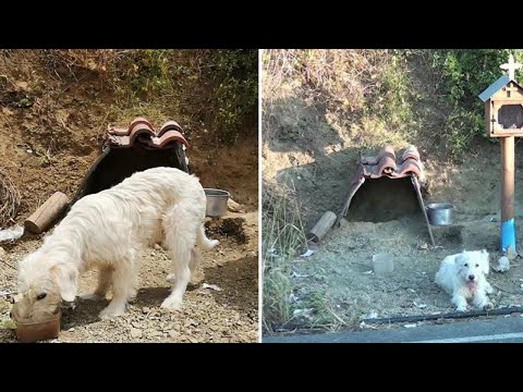 Loyal Dog Refuses To Leave His Owner’s Car Crash Site For 18 Months So Locals Built Him A Home