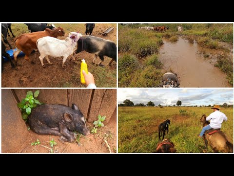 ELA FUGIU DO CHIQUEIRO🐗| PERDEMOS UM LEITÃO| DIA DO PATRÃO VIR PRA MEXER COM GADO| Dia a Dia na roça