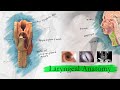 Vocal Anatomy and Function Assessment