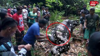 Geger di Buton‼️ Ular Piton Raksasa Telan Hidup-Hidup Seorang Petani di Kebun, Video Bikin Merinding