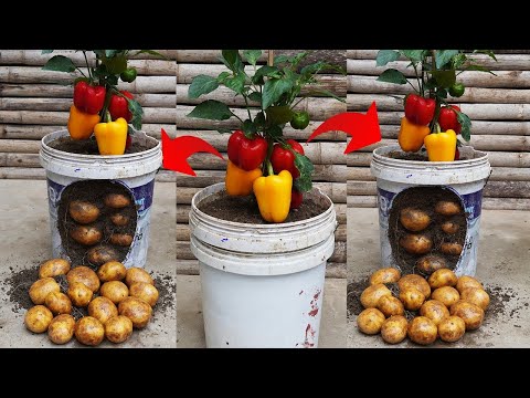 Surprising 2-in-1 Potato and Bell Pepper Growing Hack!
