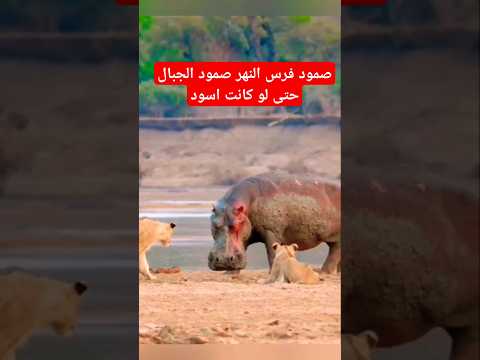 خدع الاسد لحتى قعوس اذانه #shorts#