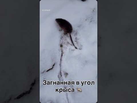 Загнанная в угол крыса 🐀 #якутия