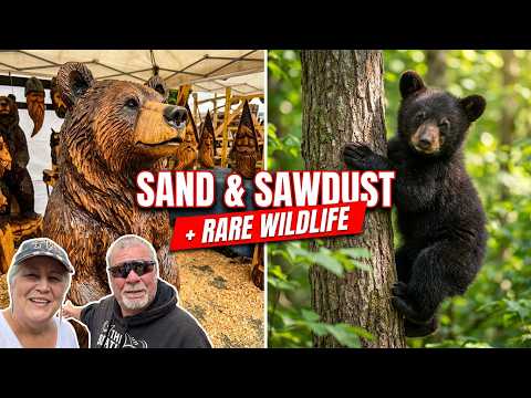 Carful, The Bear Is Right There! Ocean Shores Sand & Sawdust Festival