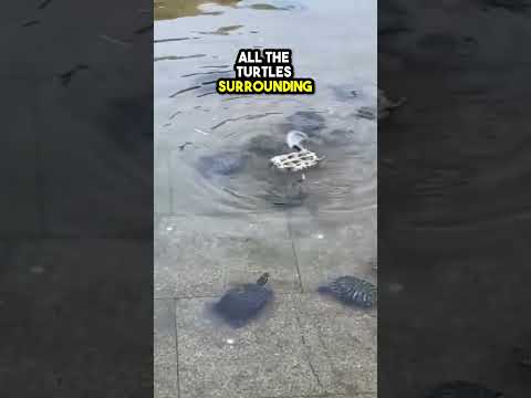 This turtle needed help so his friends rescued him❤️