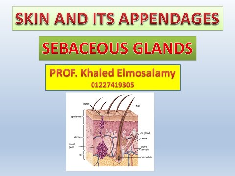 Skin  Sebaceous gland