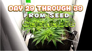 Marijuana Day 29 through 39- V Grow chamber Episode 3