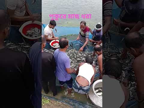 Catching fish in the pond #fishing