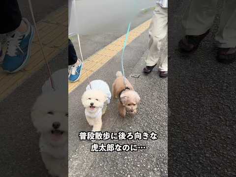 ジィジに会えて張り切るコタさん  #犬 #トイプードル #かわいい #トイプードルの虎太郎三桜 #癒し #といぷーどる #こたみお