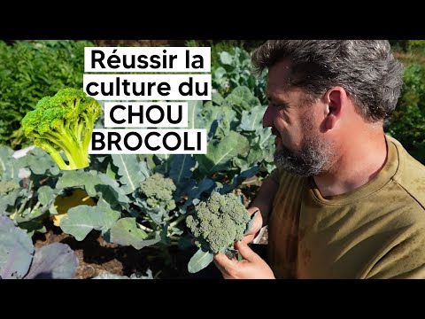 Comment réussir la culture du CHOU BROCOLI『TUTO』