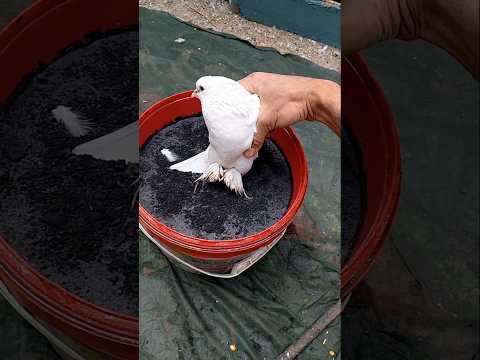 #pigeon 🤔