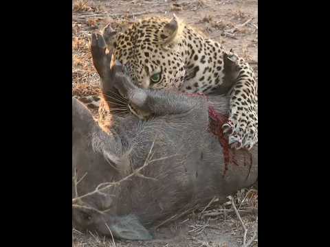 Powerful Hunting Strategies of Leopards?