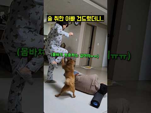 만취한 아빠 몸바쳐 지키는 강아지..(동족 보호인가요?)
