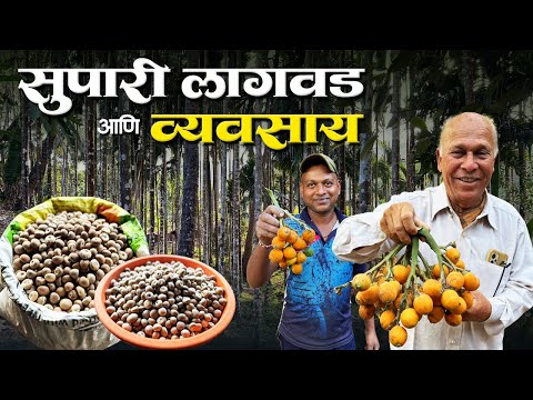 कोकणातील सुपारी व्यवसाय आणि सुपारीची लागवड | वर्षभर उत्पन्न देणारा सुपारी व्यवसाय