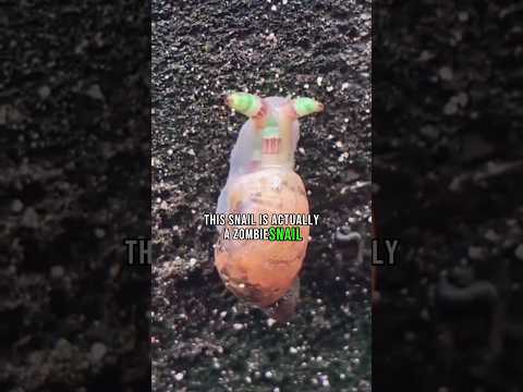 The zombie snail and a mind-controlling parasite. 🐌