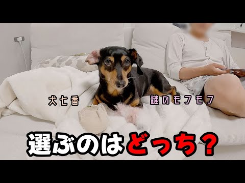飼い主の期待を裏切り続けるモフモフ信者犬