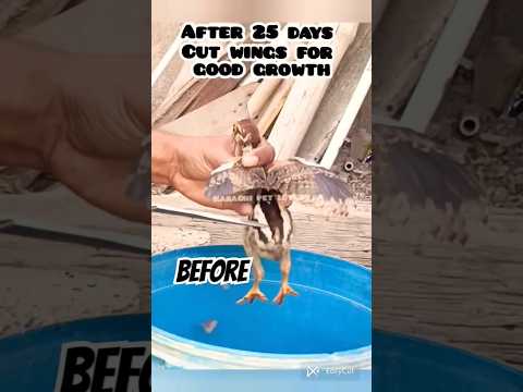 #shorts. Aseel fighter chicks grow. #viralshort #viralvideo #video.