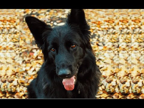 conheça o cachorro pastor belga