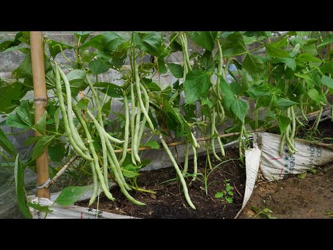 Tips for growing cove beans at home