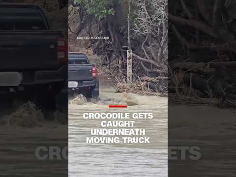 Crocodile gets caught underneath moving truck